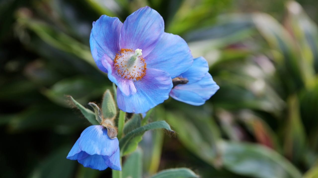 Bring Rare Blue Blooms to Your Garden With These Perennials 5 Bring Rare Blue Blooms to Your Garden With These Perennials - himalayan blue poppy ss2004808745