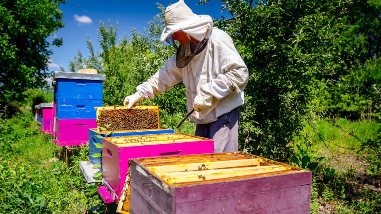 30 Rookie Beekeeping Mistakes to Avoid 8 30 Rookie Beekeeping Mistakes to Avoid - hive inspection dp272358380