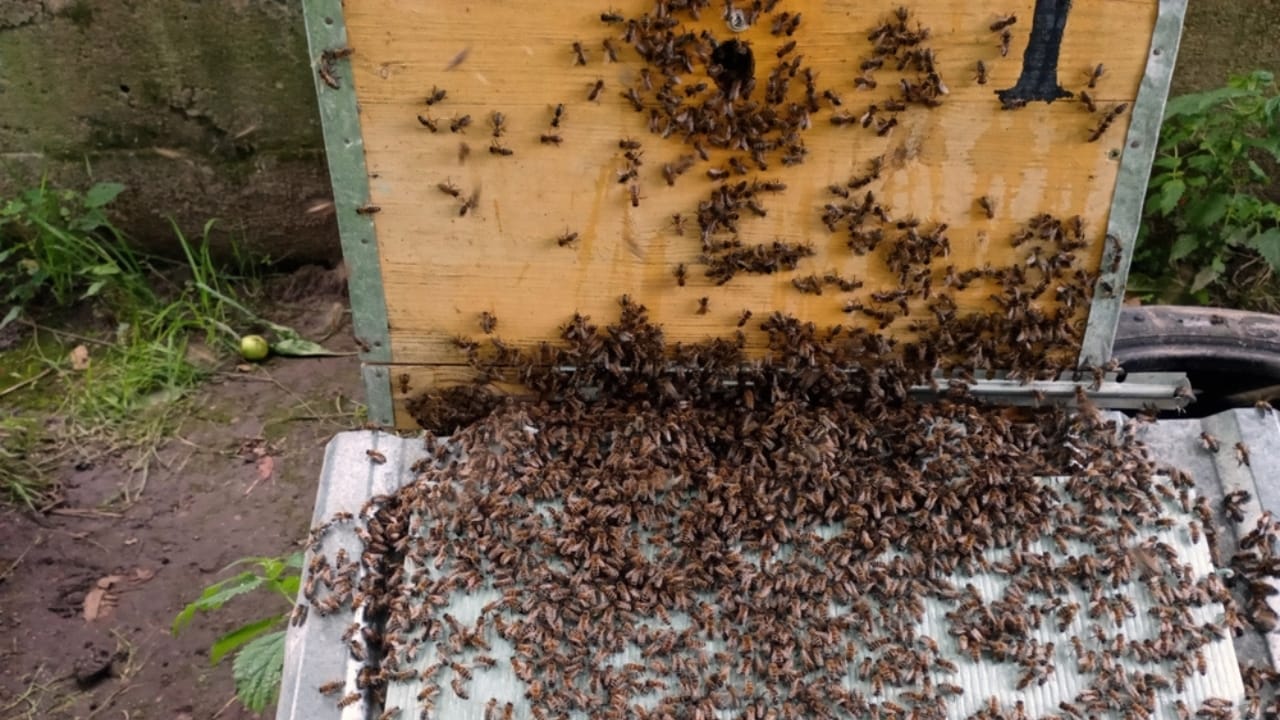 30 Rookie Beekeeping Mistakes to Avoid 2 30 Rookie Beekeeping Mistakes to Avoid - hive invasion ss2343238705