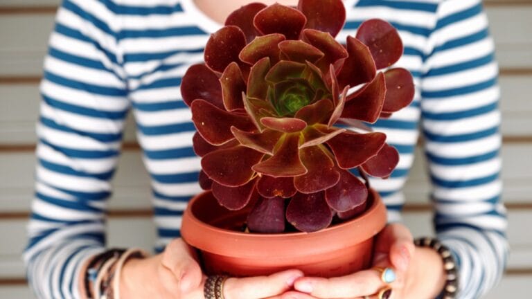 13 Things Succulent Owners Never Warn You about (but Should) 4 13 Things Succulent Owners Never Warn You about (but Should) - holding succulent dp40262839