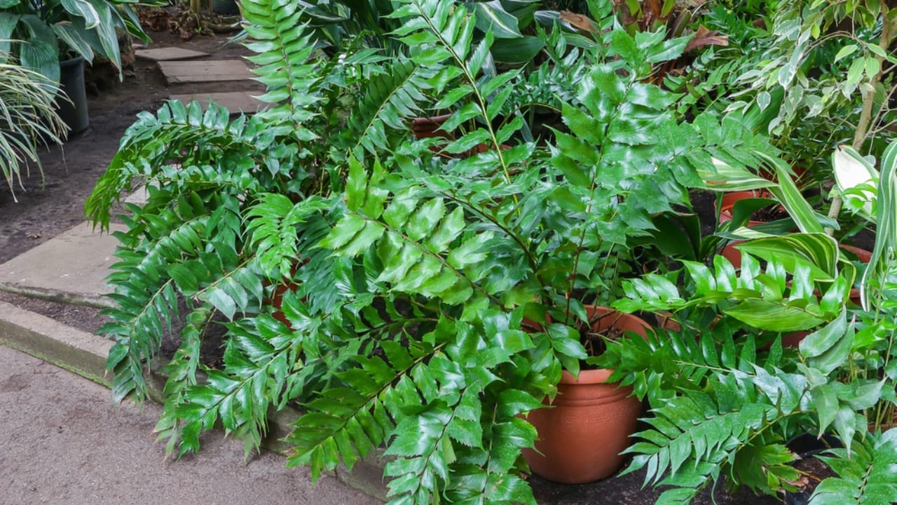 Achieve a Weed-Free Garden with These 15 Perennial Ferns 3 Achieve a Weed-Free Garden with These 15 Perennial Ferns - holly fern ss583752877
