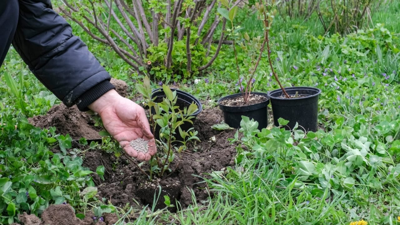 Add Bold Color & Sweet Scents to Your Garden, Effortlessly 7 Add Bold Color & Sweet Scents to Your Garden, Effortlessly - honeysuckle fertilizer ss2454551663