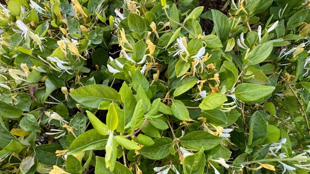 Add Bold Color & Sweet Scents to Your Garden, Effortlessly 4 Add Bold Color & Sweet Scents to Your Garden, Effortlessly - honeysuckle plant ss2520354451