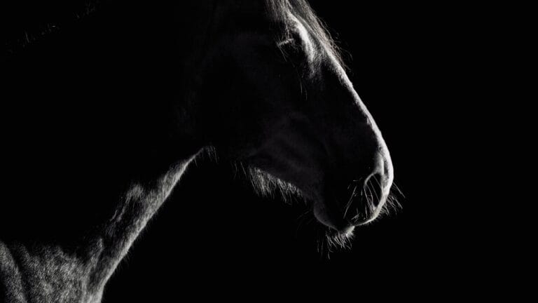 9 Amish Tools Built for a World Without Electricity 10 9 Amish Tools Built for a World Without Electricity - horse dark ss1679302294