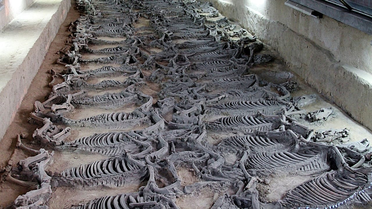 15 Wild Horse Facts Straight from History’s Pages 3 15 Wild Horse Facts Straight from History’s Pages - horse burial wc