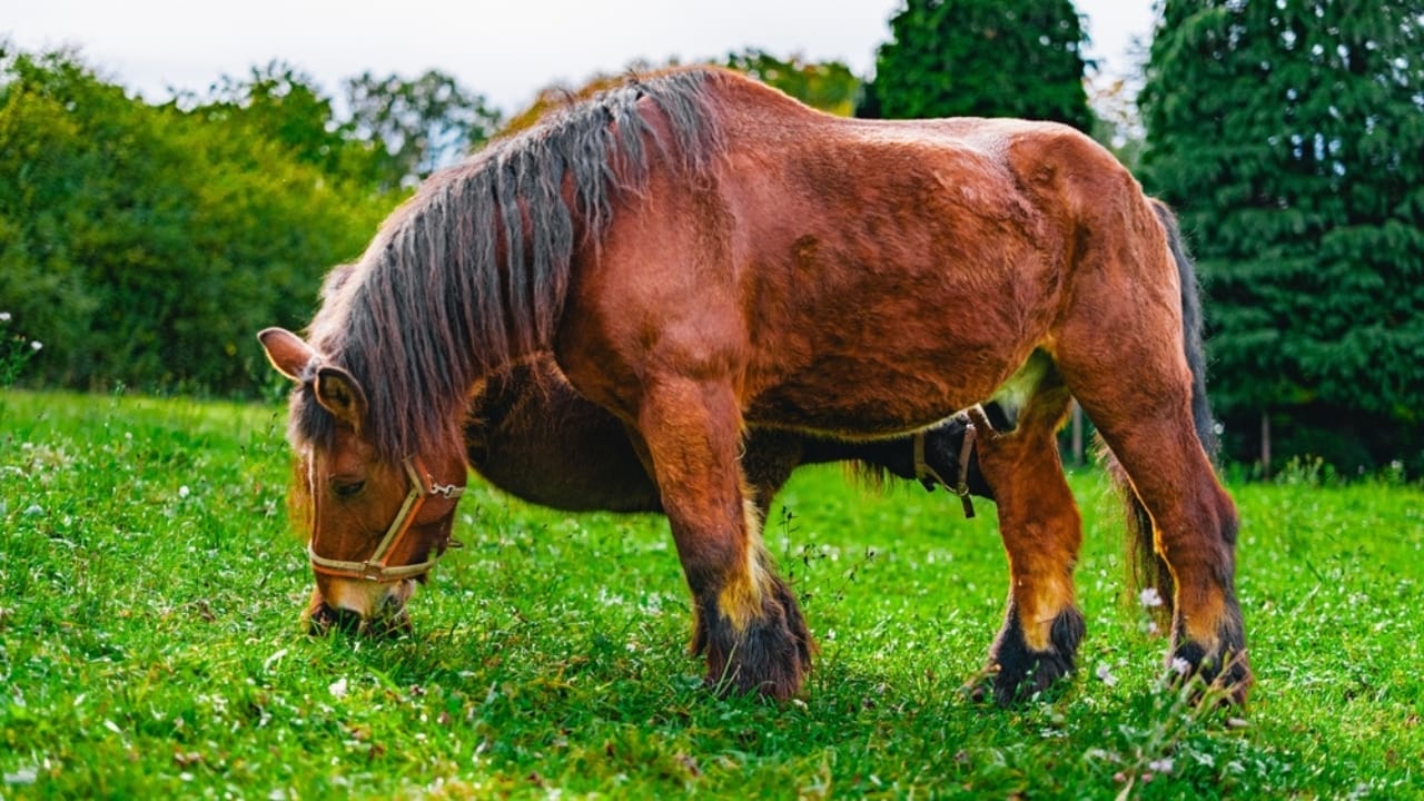 15 Wild Horse Facts Straight from History’s Pages 14 15 Wild Horse Facts Straight from History’s Pages - horse in lawn ss2501059119