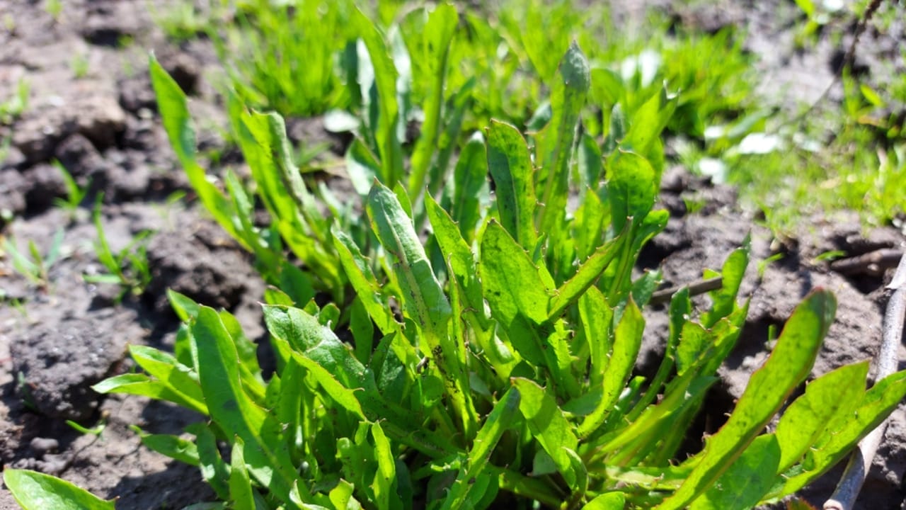 15 Edible Perennials to Outcompete Weeds in Your Garden 15 15 Edible Perennials to Outcompete Weeds in Your Garden - horseradish ss1966110058