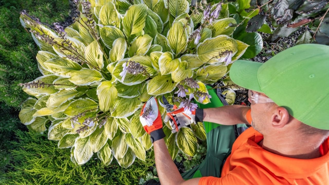 Why Fall Is Prime Time to Cut Hostas & Keep Pests Out 3 Why Fall Is Prime Time to Cut Hostas & Keep Pests Out - hostas trimming ss2512717283