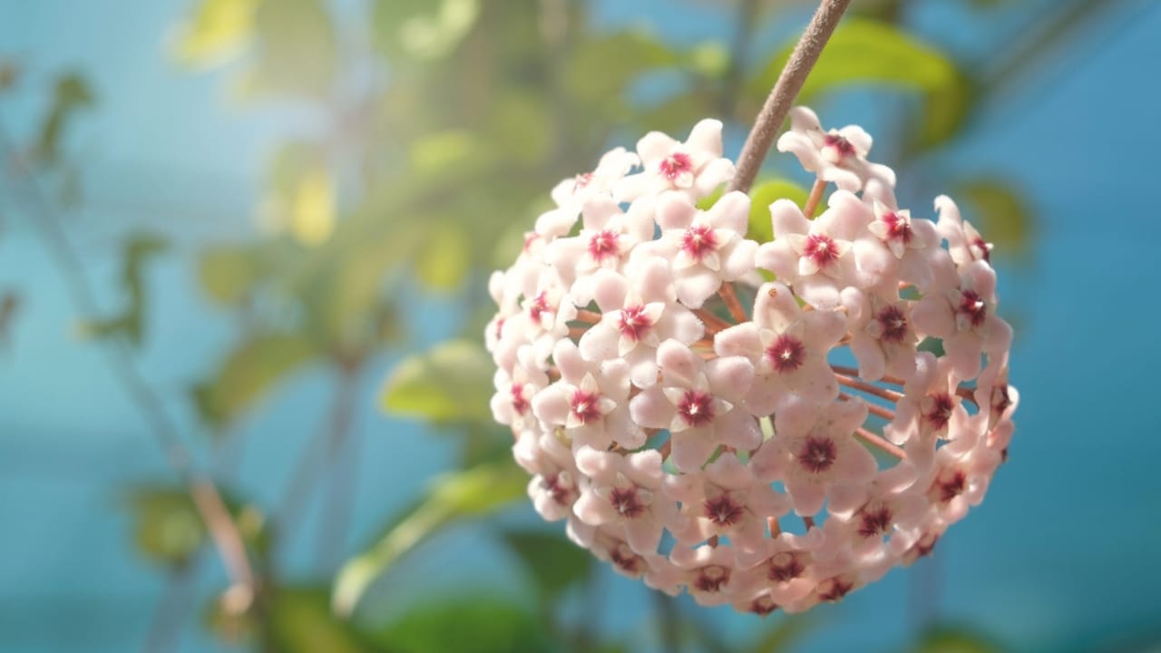 The Houseplant That Looks Like Porcelain & Smells Like Heaven 4 The Houseplant That Looks Like Porcelain & Smells Like Heaven - hoya carnosa benefits dp302698780