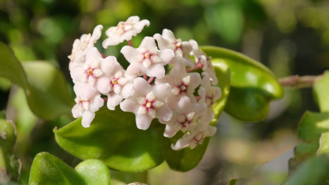 The Houseplant That Looks Like Porcelain & Smells Like Heaven - hoya carnosa flower dp70151817