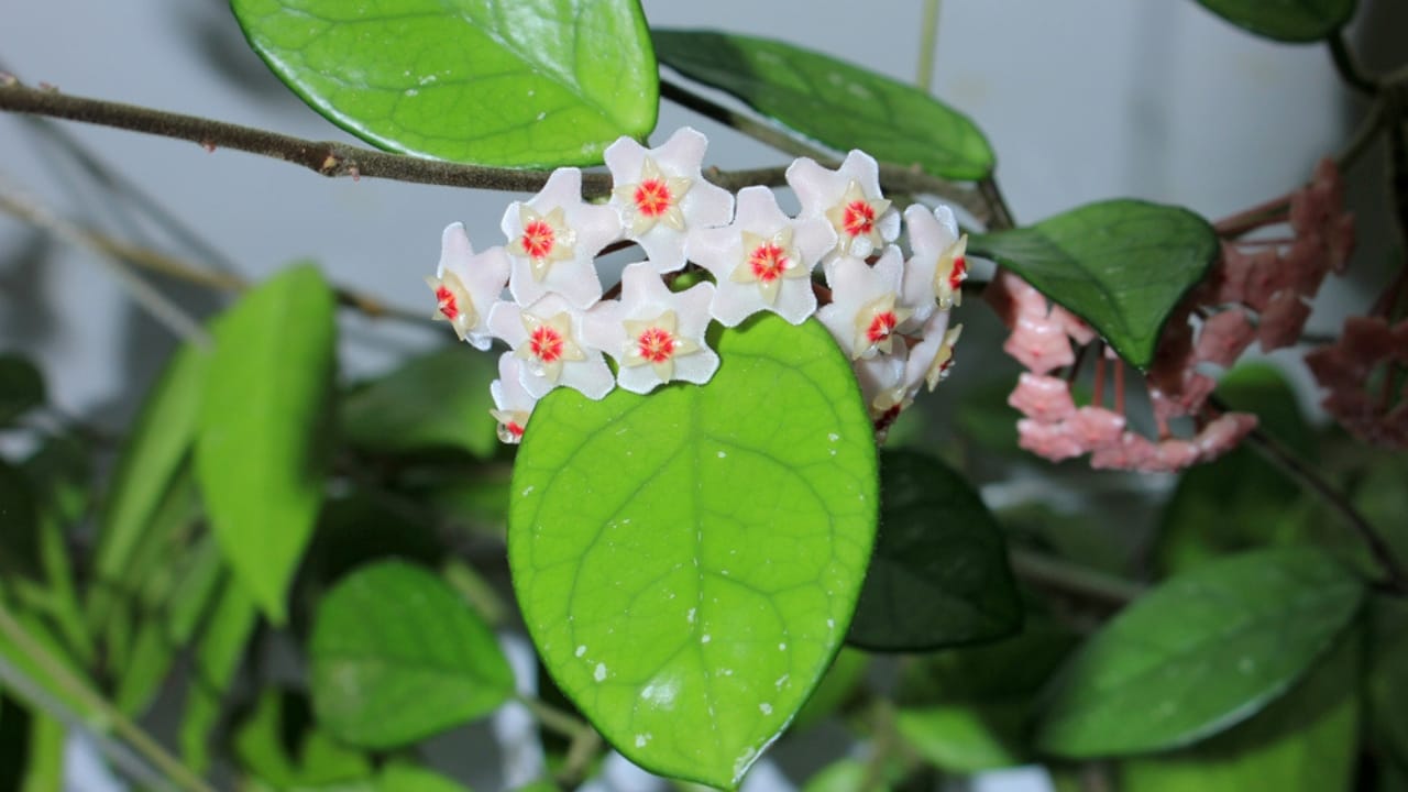 The Houseplant That Looks Like Porcelain & Smells Like Heaven 8 The Houseplant That Looks Like Porcelain & Smells Like Heaven - hoya carnosa leaf dp504771596