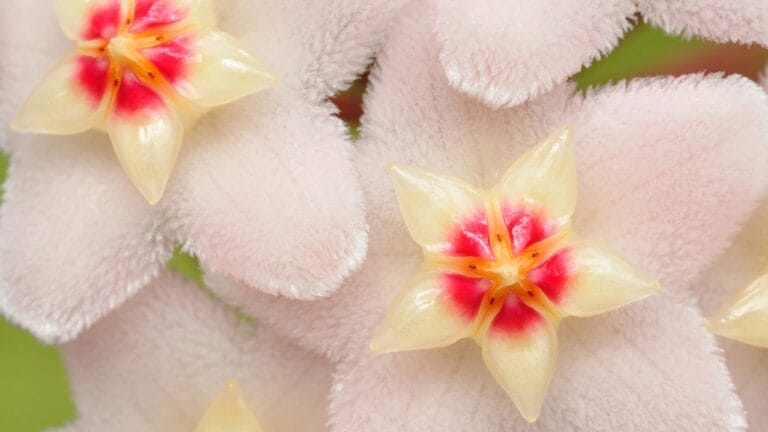 The Houseplant That Looks Like Porcelain & Smells Like Heaven - hoya flowers dp1608618