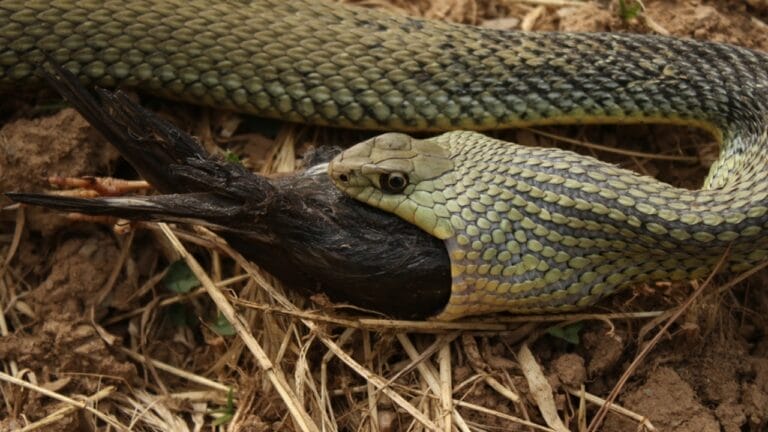 10 Creatures That Turn Hawks into Prey 2 10 Creatures That Turn Hawks into Prey - huge green snake ss2007882089