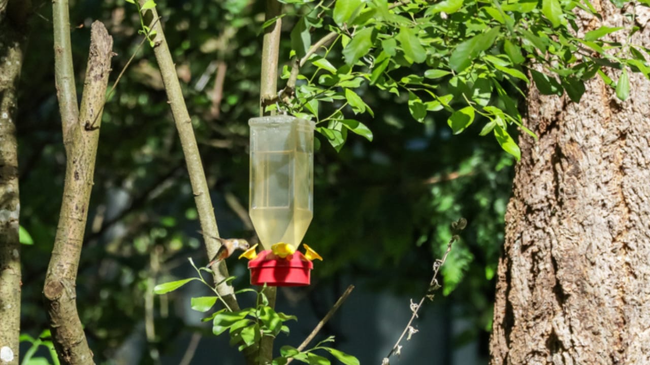 15 Places to Avoid When Hanging Your Hummingbird Feeder 5 15 Places to Avoid When Hanging Your Hummingbird Feeder - hummingbird feeder in pesticide dp413575218