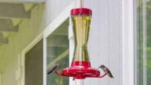 Homemade Hummingbird Nectar Recipe (The Simple 4:1 Ratio That Actually Works) 1 Homemade Hummingbird Nectar Recipe (The Simple 4:1 Ratio That Actually Works) - hummingbird feeder in window dp83155902