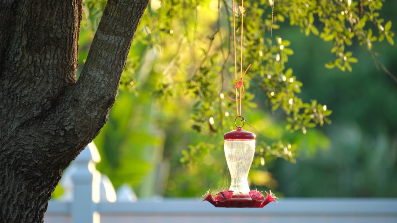 15 Places to Avoid When Hanging Your Hummingbird Feeder 7 15 Places to Avoid When Hanging Your Hummingbird Feeder - hummingbird feeder windy dp604042370
