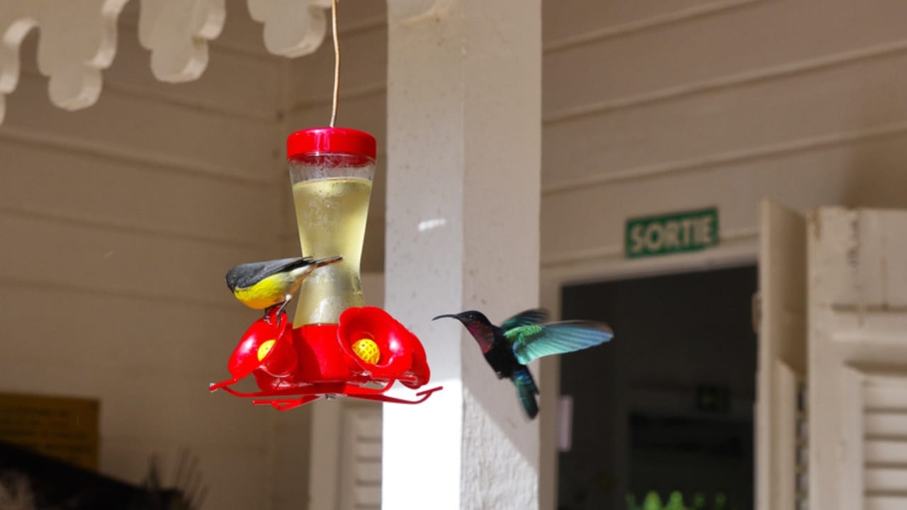 15 Places to Avoid When Hanging Your Hummingbird Feeder 10 15 Places to Avoid When Hanging Your Hummingbird Feeder - hummingbird in door dp156680730