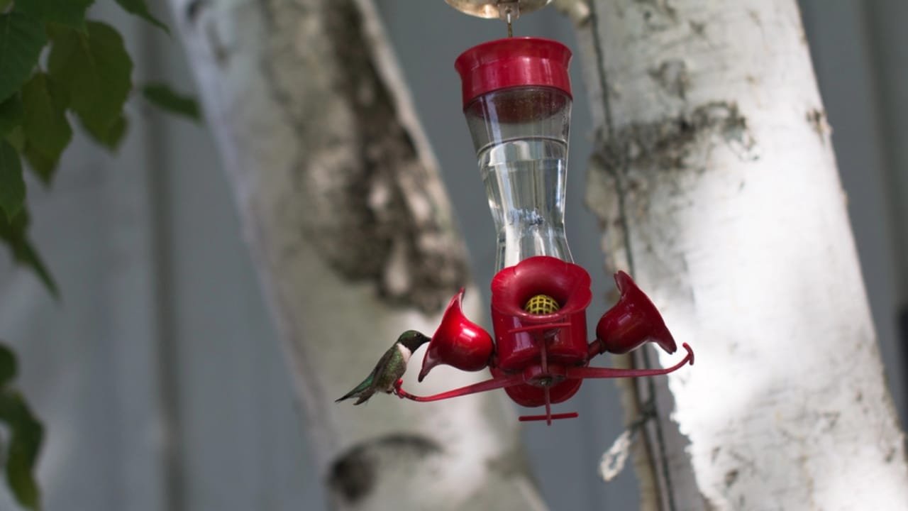15 Places to Avoid When Hanging Your Hummingbird Feeder 13 15 Places to Avoid When Hanging Your Hummingbird Feeder - hummingbird in kitchen dp227644094