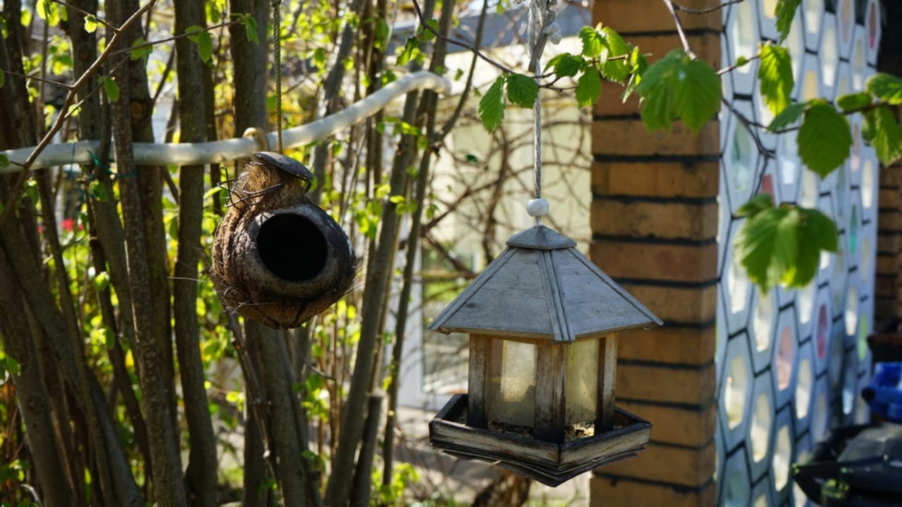 15 Places to Avoid When Hanging Your Hummingbird Feeder 12 15 Places to Avoid When Hanging Your Hummingbird Feeder - hummingbird in nest dp468908762