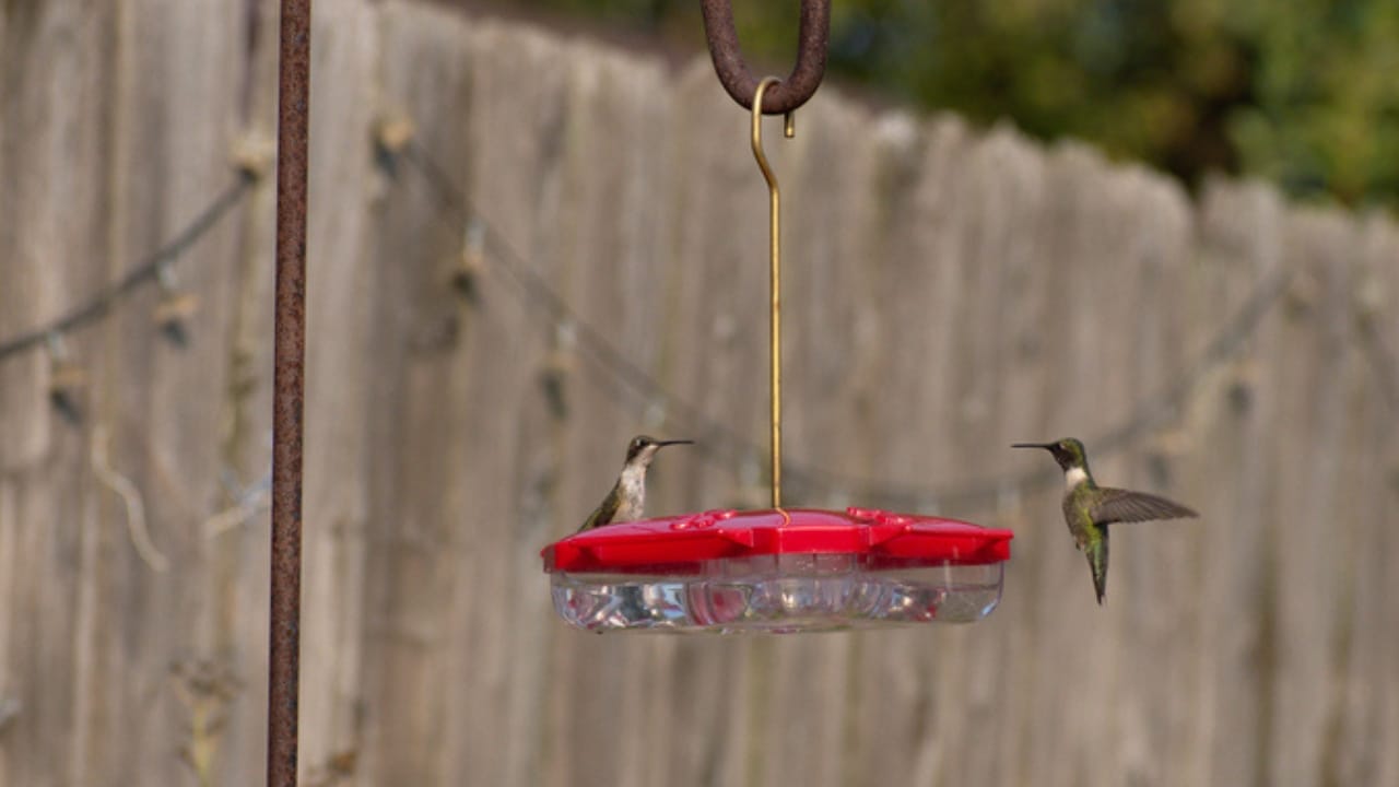 15 Places to Avoid When Hanging Your Hummingbird Feeder 9 15 Places to Avoid When Hanging Your Hummingbird Feeder - hummingbird in park dp537919934