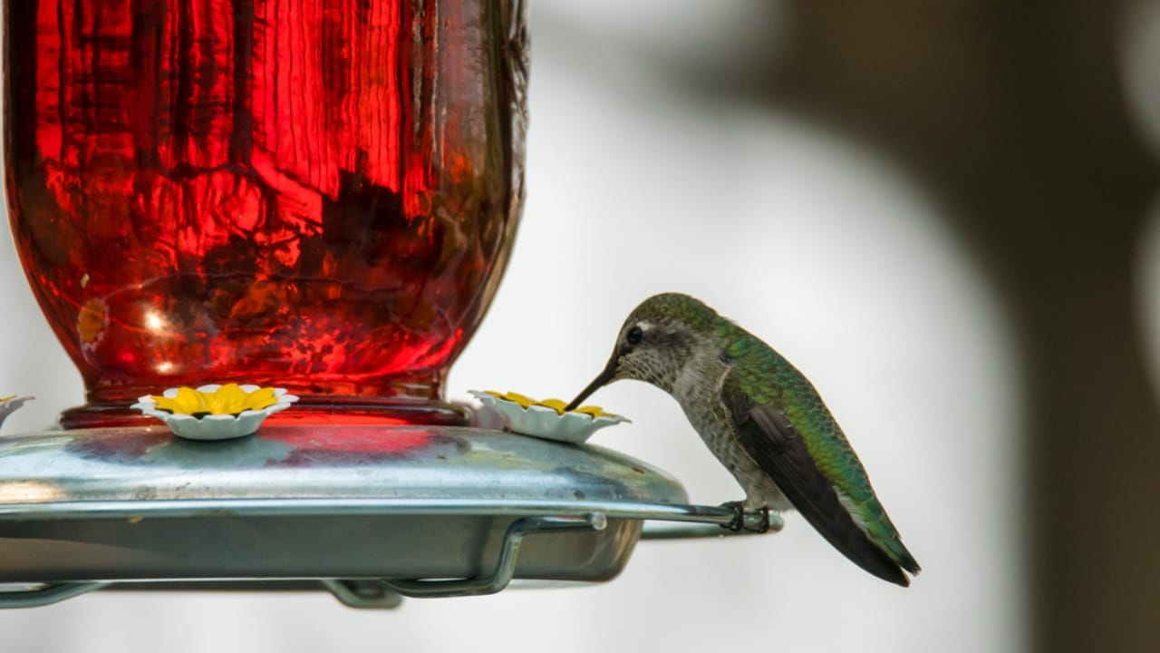 15 Places to Avoid When Hanging Your Hummingbird Feeder 8 15 Places to Avoid When Hanging Your Hummingbird Feeder - hummingbird reflect dp421252956