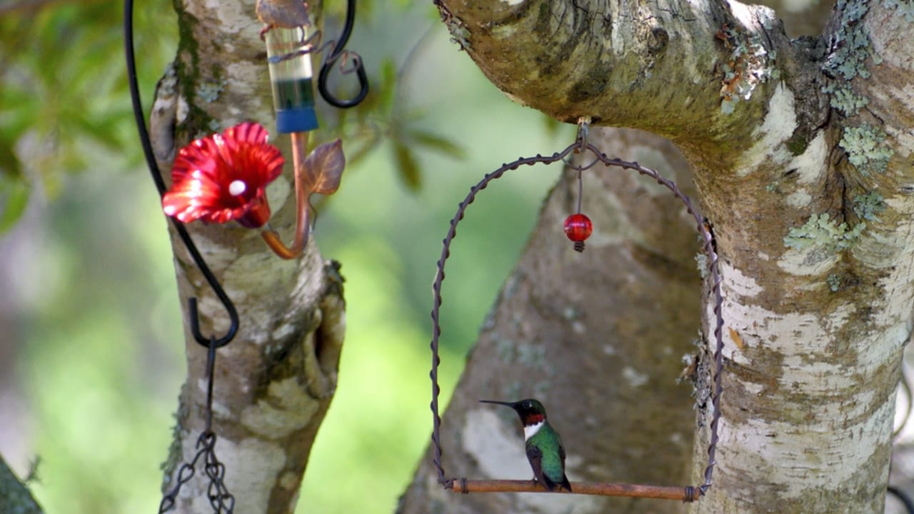 Make Your Garden Irresistible to Hummingbirds With These 5 Tips 6 Make Your Garden Irresistible to Hummingbirds With These 5 Tips - hummingbird swing in tree ss1119797252