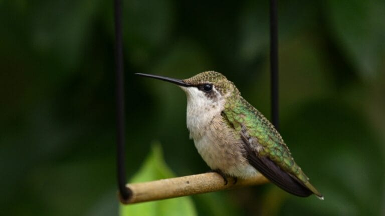 Hummingbirds Love Their Swing — But Only If It’s in This Spot 2 Hummingbirds Love Their Swing — But Only If It’s in This Spot - hummingbird swing ss2418861061