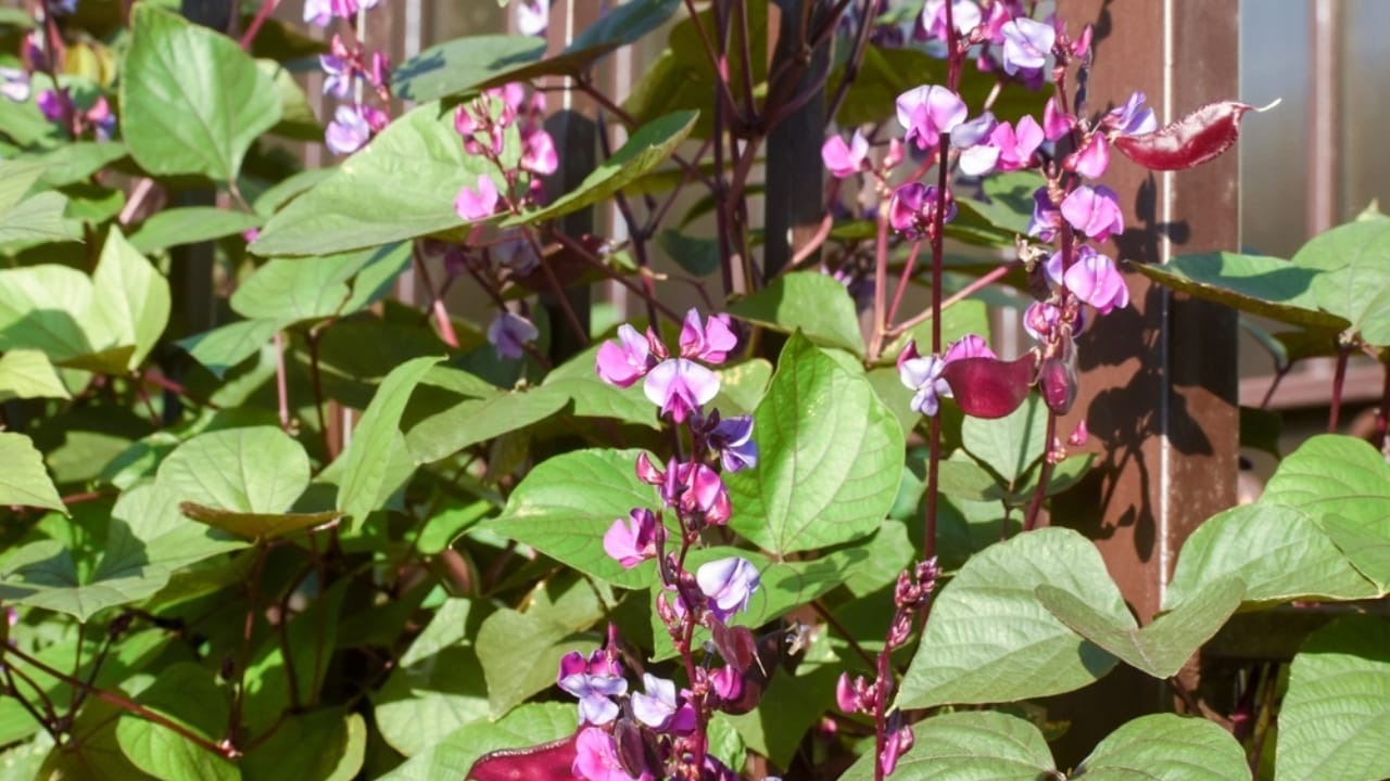 15 Flowering Vines That Beat the Weeds Every Time 13 15 Flowering Vines That Beat the Weeds Every Time - hyacinth bean ss2203583051