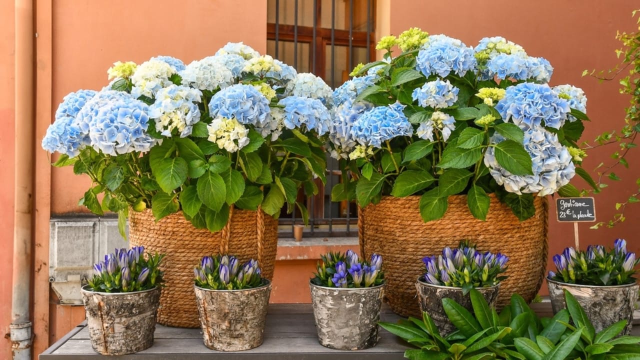 10 Stunning Container Plants Perfect for Shade 2 10 Stunning Container Plants Perfect for Shade - hydrangea ss2511545957
