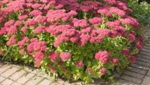 Reclaim Your Garden from Weeds with These 15 Beautiful Flowering Shrubs 1 Reclaim Your Garden from Weeds with These 15 Beautiful Flowering Shrubs - hylotelephium flower ss555095869