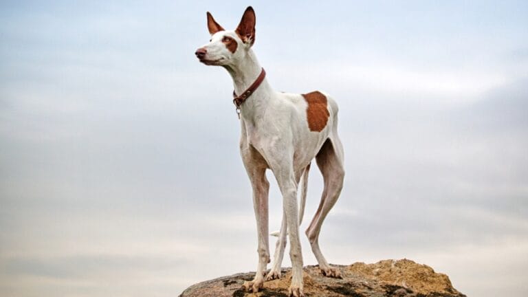 15 Overlooked Dog Breeds That are Smarter Than They Seem 4 15 Overlooked Dog Breeds That are Smarter Than They Seem - ibizan hound dog ss128164754