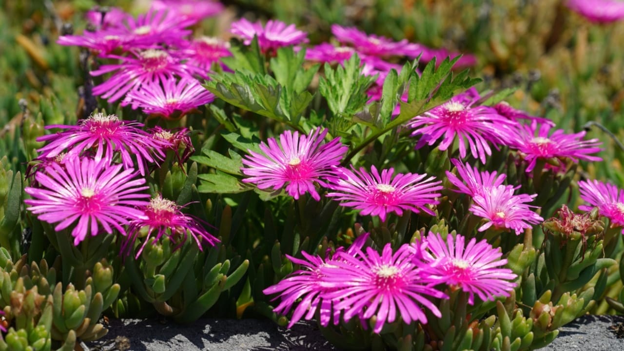 15 Succulents That Keep Weeds at Bay in Even the Driest Gardens 8 15 Succulents That Keep Weeds at Bay in Even the Driest Gardens - ice plant ss1979294852
