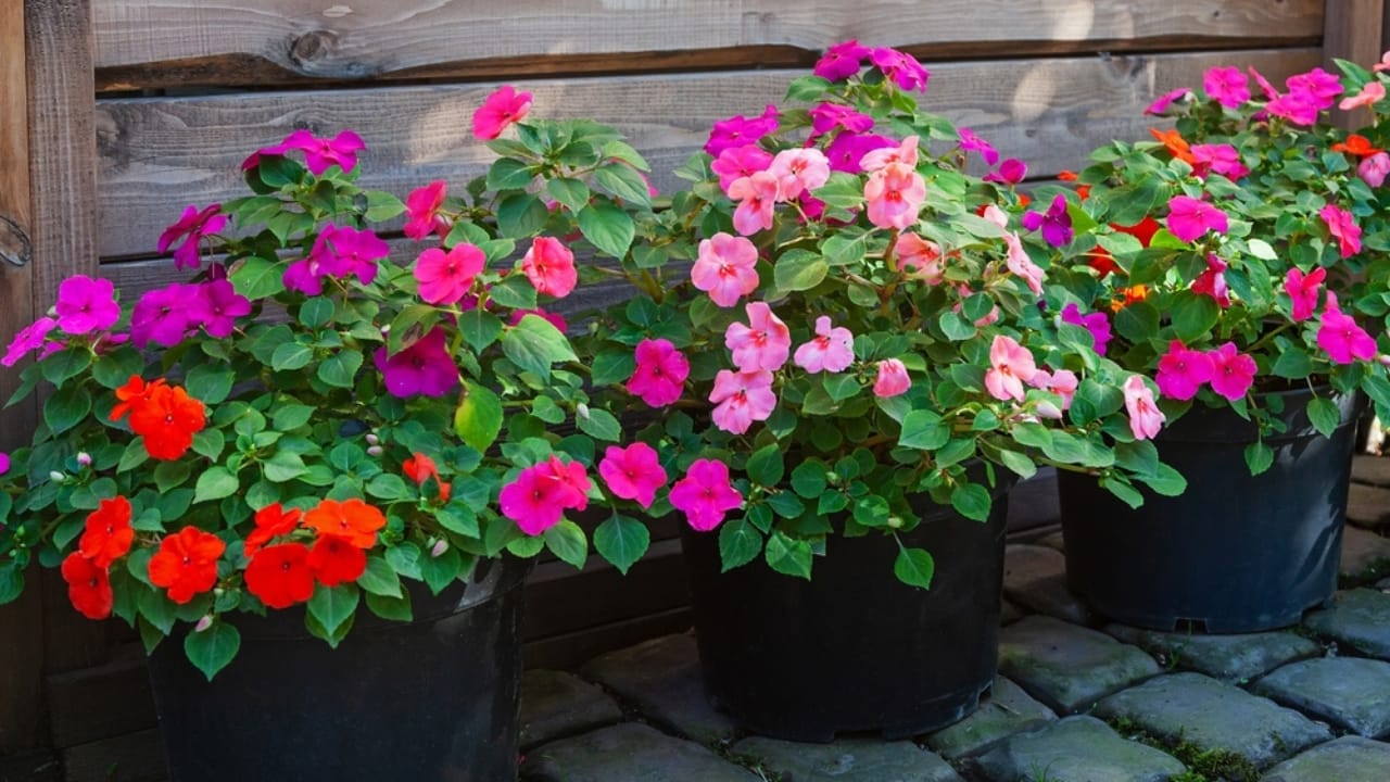 10 Stunning Container Plants Perfect for Shade 9 10 Stunning Container Plants Perfect for Shade - impatiens ss2123547872