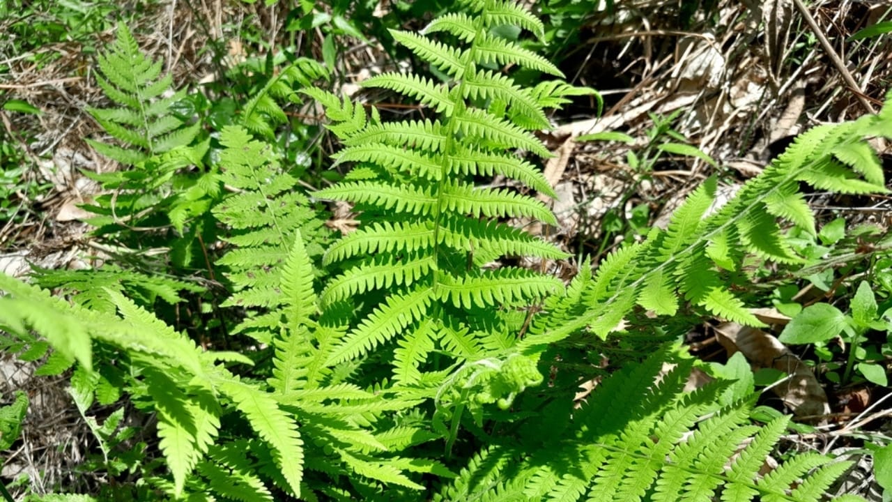 Achieve a Weed-Free Garden with These 15 Perennial Ferns 12 Achieve a Weed-Free Garden with These 15 Perennial Ferns - interrupted fern ss2498283893