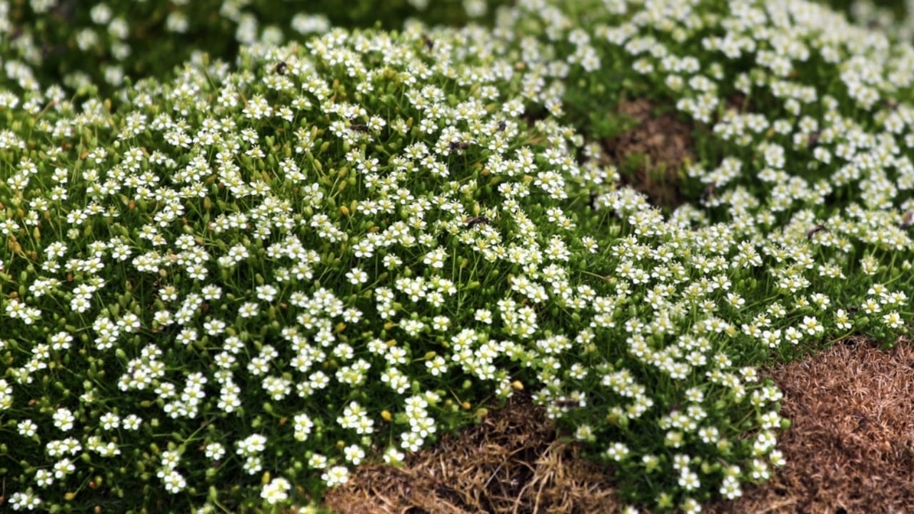 Say Goodbye to Weeds with These 15 Creeping Garden Path Plants 4 Say Goodbye to Weeds with These 15 Creeping Garden Path Plants - irish moss ss2338517997