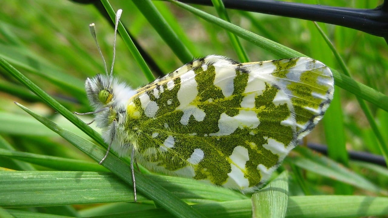 13 of the World’s Rarest Butterflies You’ll Be Lucky to See Even Once 9 13 of the World’s Rarest Butterflies You’ll Be Lucky to See Even Once - island marble butterfly wc
