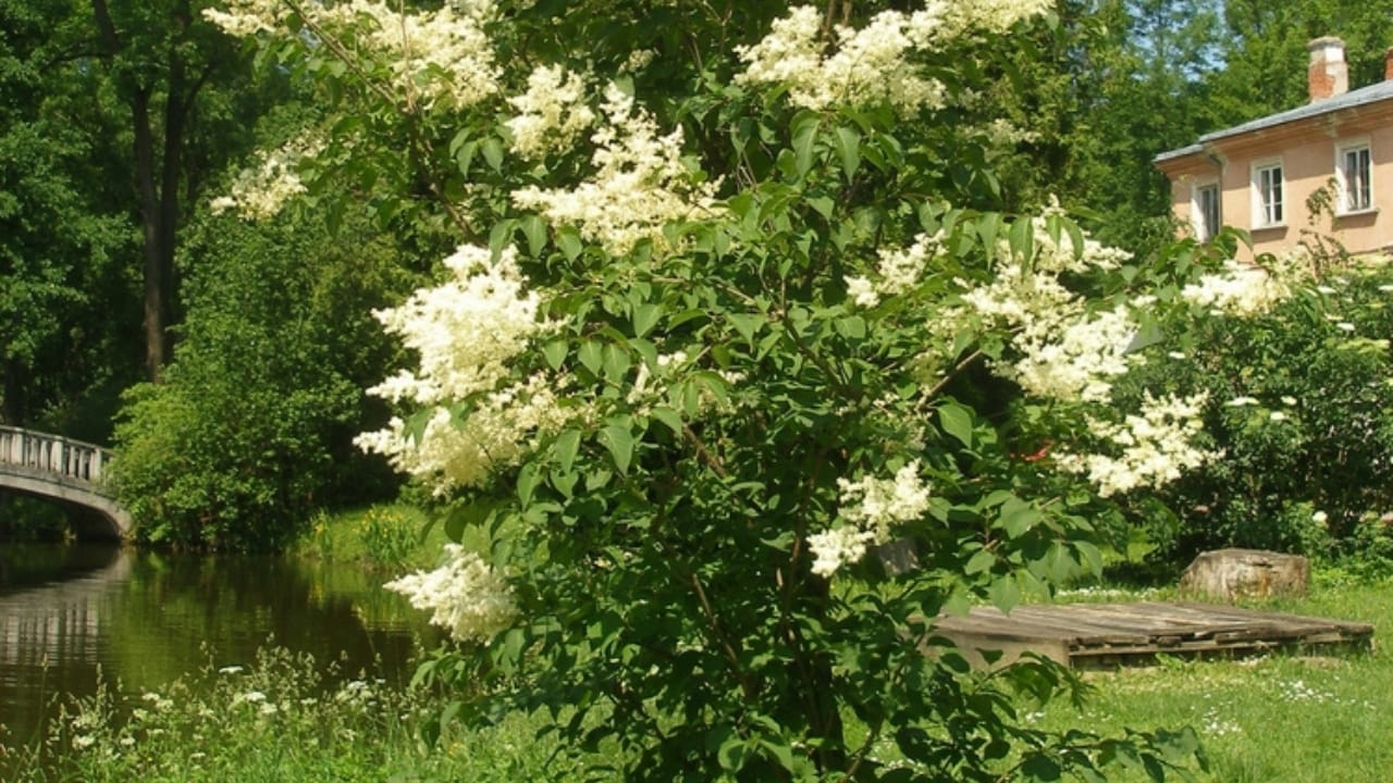 10 Trees to Make Your Backyard Smell Like Paradise - japanese tree lilac ss2340232363