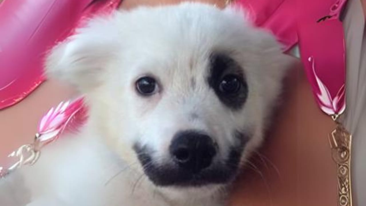 “Joker” Puppy Discovers His Hero, Transforming a Lonely Shelter Life into a Journey of Love 2 “Joker” Puppy Discovers His Hero, Transforming a Lonely Shelter Life into a Journey of Love - joker 1