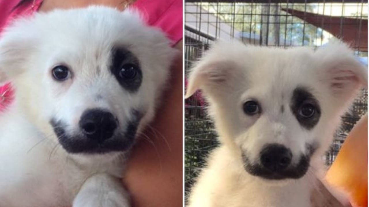 “Joker” Puppy Discovers His Hero, Transforming a Lonely Shelter Life into a Journey of Love 3 “Joker” Puppy Discovers His Hero, Transforming a Lonely Shelter Life into a Journey of Love - joker 2