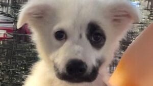 “Joker” Puppy Discovers His Hero, Transforming a Lonely Shelter Life into a Journey of Love 1 “Joker” Puppy Discovers His Hero, Transforming a Lonely Shelter Life into a Journey of Love - joker fp