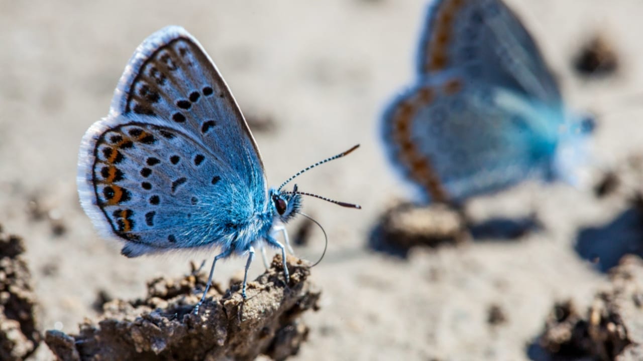 13 of the World’s Rarest Butterflies You’ll Be Lucky to See Even Once 10 13 of the World’s Rarest Butterflies You’ll Be Lucky to See Even Once - karner blue butterfly ss771565585