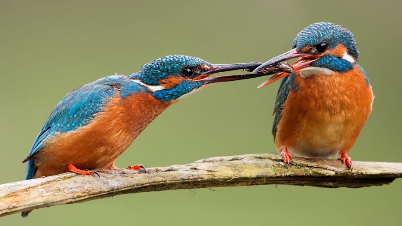 10 Nest Builders That Aren’t Birds —Meet Nature’s Unexpected Architects 9 10 Nest Builders That Aren’t Birds —Meet Nature’s Unexpected Architects - kingfishers dp336433832