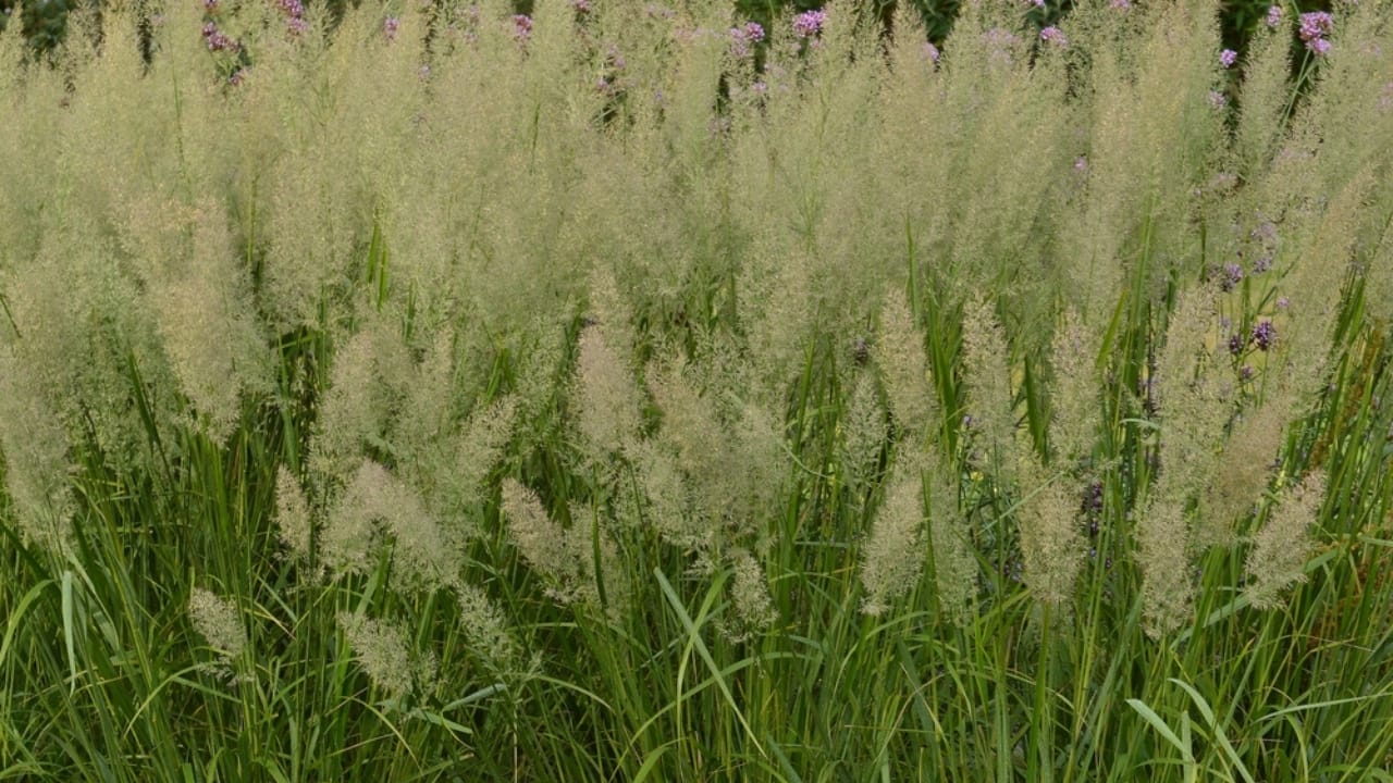 Say Goodbye to Weeds with These 15 Ornamental Grasses 16 Say Goodbye to Weeds with These 15 Ornamental Grasses - korean feather grass ss2120904635