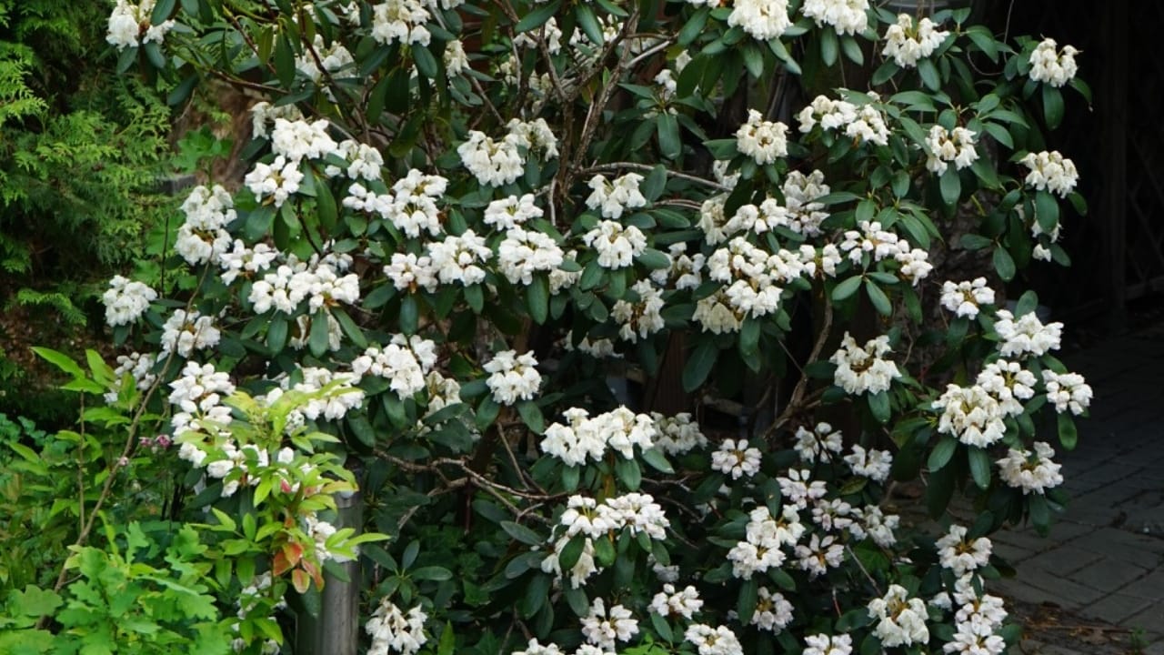 10 Trees to Make Your Backyard Smell Like Paradise - korean spice viburnum dp644925814