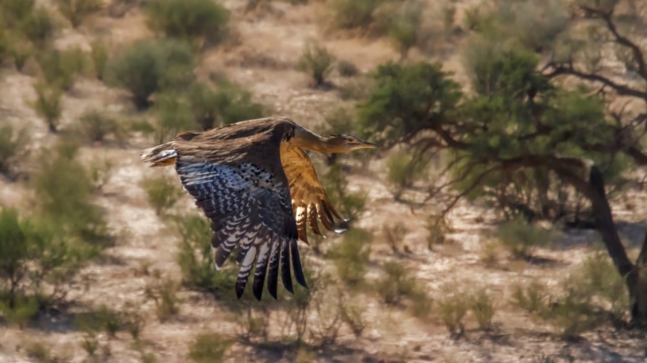 Meet the Kori Bustard: The 44-Pound Giant That Flies Against All Odds 7 Meet the Kori Bustard: The 44-Pound Giant That Flies Against All Odds - kori bird flying dp533850956