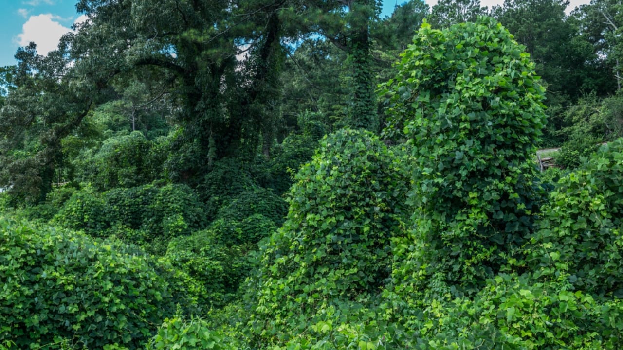 America’s 12 Most Destructive Invasive Species Taking Over Ecosystems - kudzu dp497284506