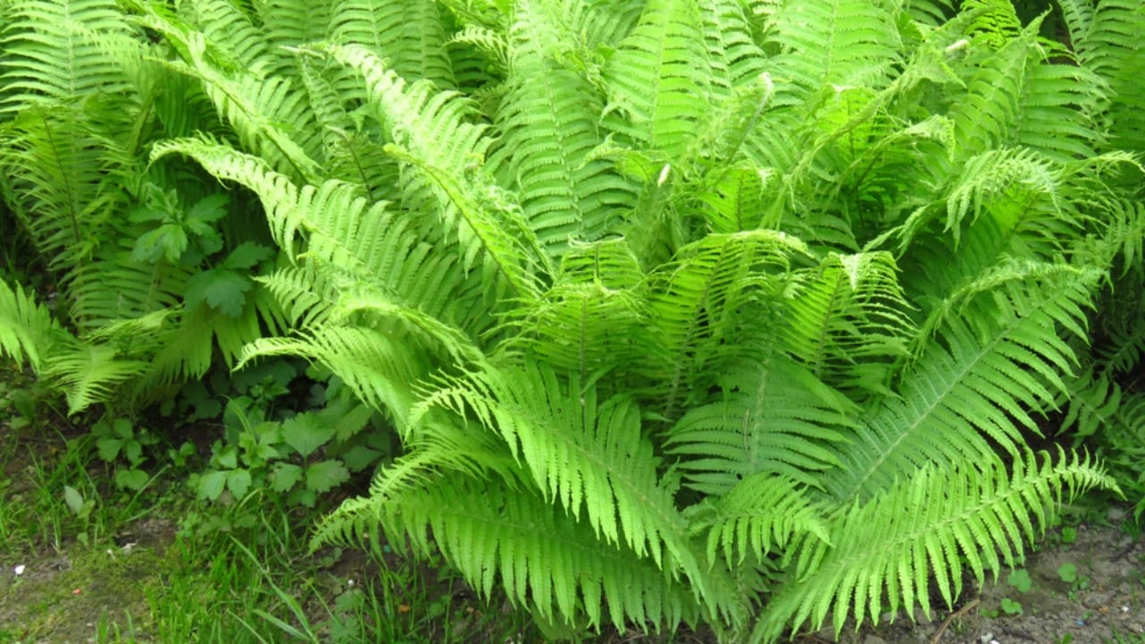 Achieve a Weed-Free Garden with These 15 Perennial Ferns 4 Achieve a Weed-Free Garden with These 15 Perennial Ferns - lady fern ss1111381187