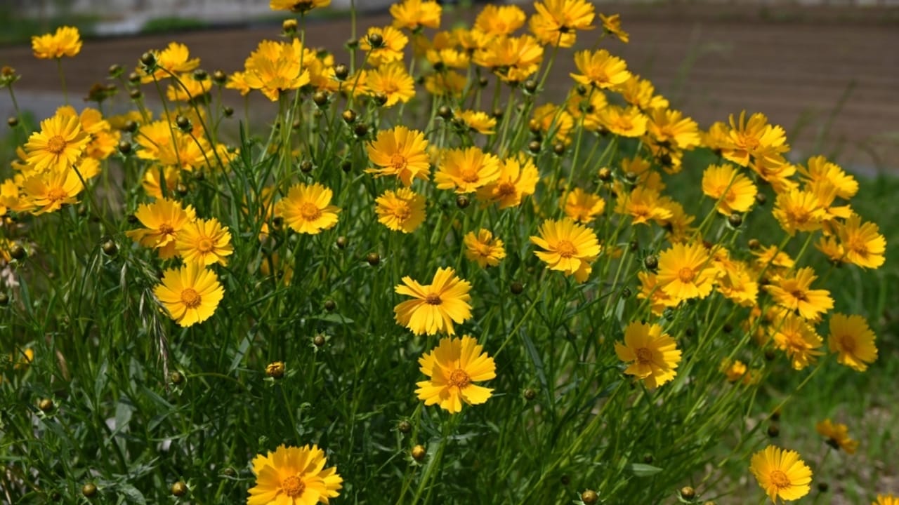 15 Plants That Keep Weeds Out & Pollinators In - lanceleaf coreopsis ss2467412339