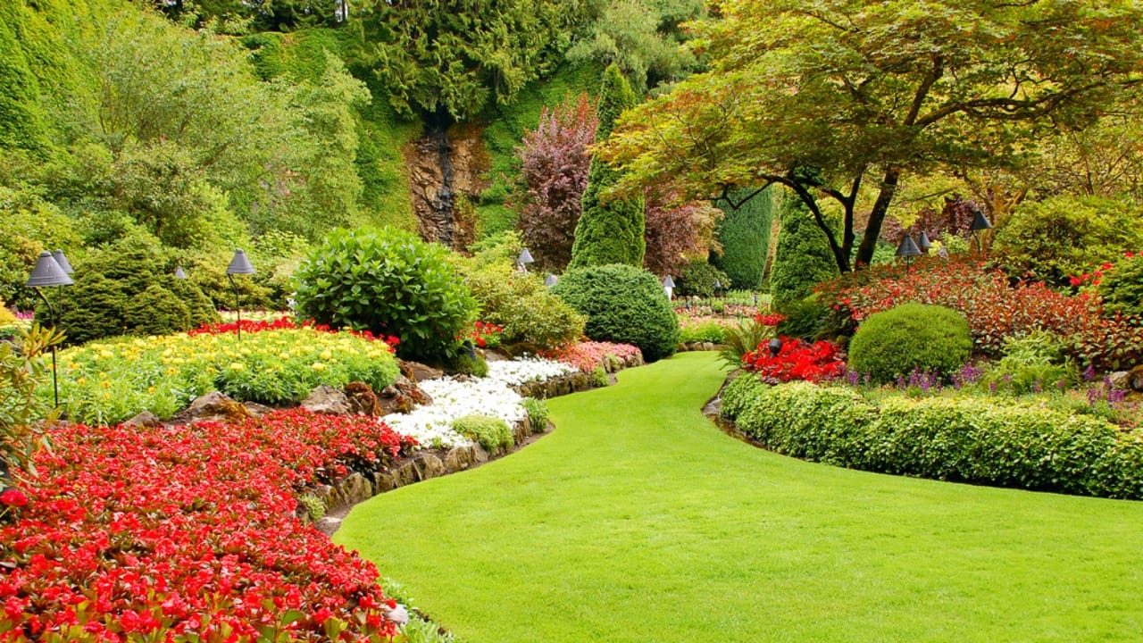 15 Profitable Plants That Could Add Thousands to Your Bank Account Yearly 13 15 Profitable Plants That Could Add Thousands to Your Bank Account Yearly - landscaping trees and shrubs dp2019324