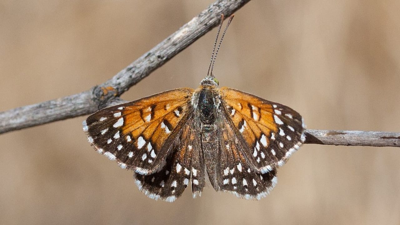 13 of the World’s Rarest Butterflies You’ll Be Lucky to See Even Once 4 13 of the World’s Rarest Butterflies You’ll Be Lucky to See Even Once - langes metalmark wc